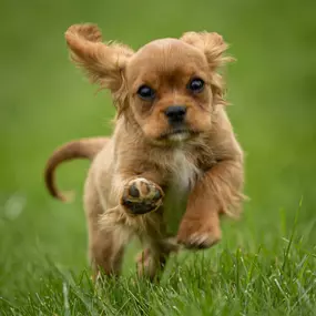 Bild von Pine Acres Puppies