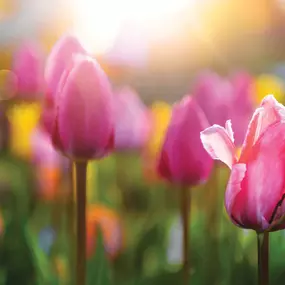 Among the many open green spaces there will also be a Zen garden