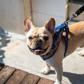 Bring your furry friend with you to nearby parks and patios