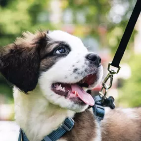 Your furry family members will love the hiking and biking trails