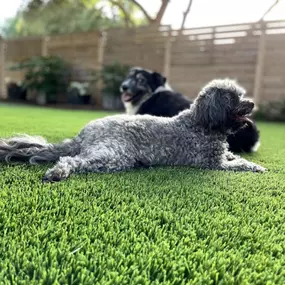 Bild von Waterloo Turf Austin