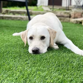 Bild von Waterloo Turf Austin