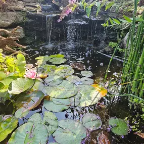 Bild von Waterfalls Naturally Ltd