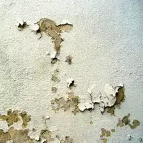 Bild von Riviera Damp Specialist