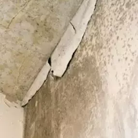 Bild von Riviera Damp Specialist