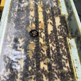 Bild von The Bee Rookie Ltd.