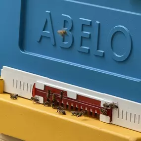 Bild von The Bee Rookie Ltd.