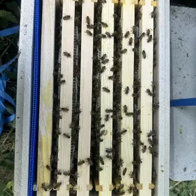 Bild von The Bee Rookie Ltd.