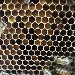 Bild von The Bee Rookie Ltd.