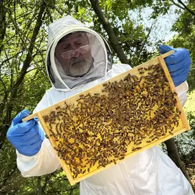 Bild von The Bee Rookie Ltd.