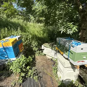 Bild von The Bee Rookie Ltd.