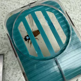 Bild von The Bee Rookie Ltd.