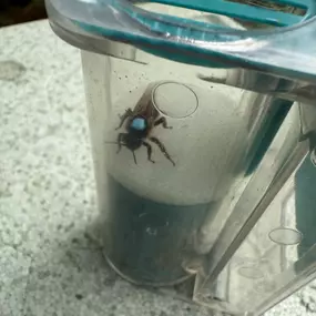 Bild von The Bee Rookie Ltd.