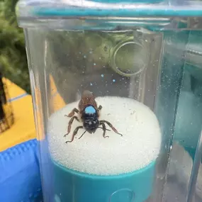 Bild von The Bee Rookie Ltd.