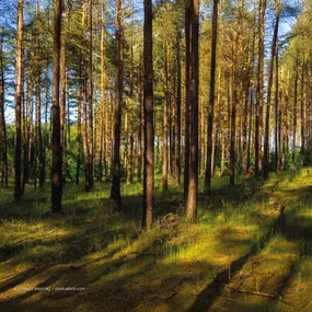 Bild von Sievers Bestattungen GmbH