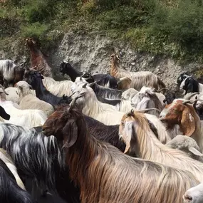 Bild von Schöne Dinge mit Geschichten oder Schöne Dinge mit Geschichten | handverlesene Schals, Tücher und Stolen aus Naturmaterialien