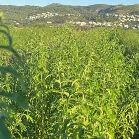 Bild von NutraPosuna