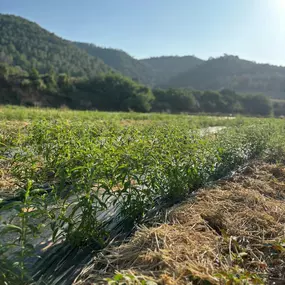 Bild von NutraPosuna