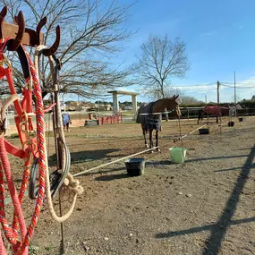 Bild von La Saga Horseball Team