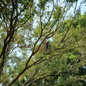 Bild von TranquiliTree Expert Tree Care