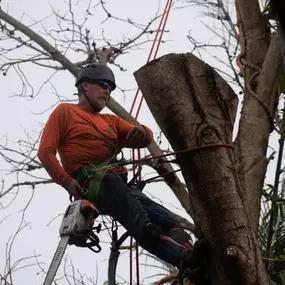 Bild von TranquiliTree Expert Tree Care