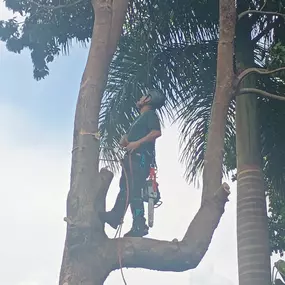Bild von TranquiliTree Expert Tree Care