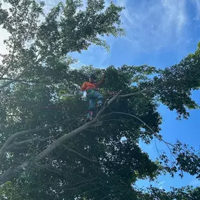 Bild von TranquiliTree Expert Tree Care