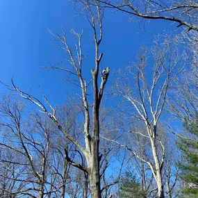 Bild von TranquiliTree Expert Tree Care