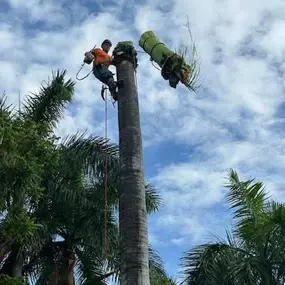 Bild von TranquiliTree Expert Tree Care