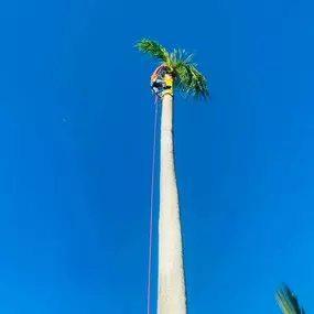 Bild von TranquiliTree Expert Tree Care