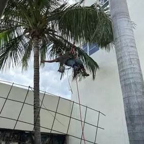 Bild von TranquiliTree Expert Tree Care