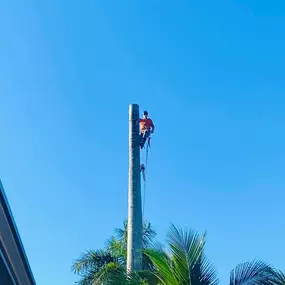Bild von TranquiliTree Expert Tree Care