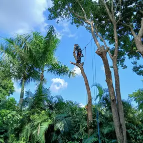 Bild von TranquiliTree Expert Tree Care