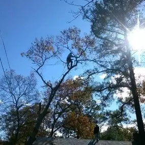 Bild von TranquiliTree Expert Tree Care