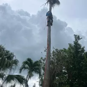 Bild von TranquiliTree Expert Tree Care