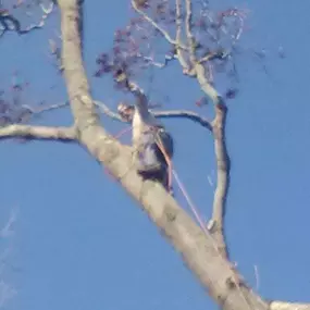 Bild von TranquiliTree Expert Tree Care