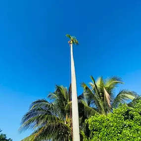 Bild von TranquiliTree Expert Tree Care