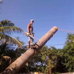 Bild von TranquiliTree Expert Tree Care