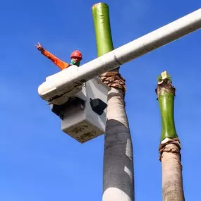Bild von TranquiliTree Expert Tree Care