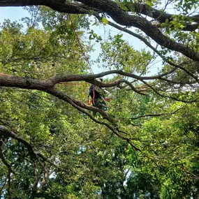 Bild von TranquiliTree Expert Tree Care