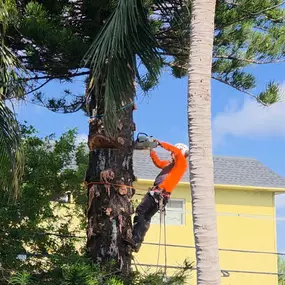 Bild von TranquiliTree Expert Tree Care