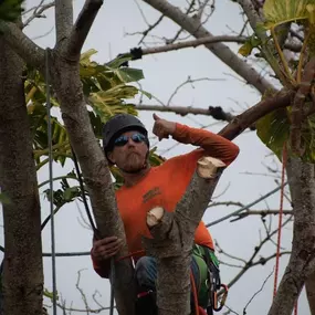 Bild von TranquiliTree Expert Tree Care