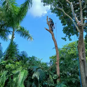Bild von TranquiliTree Expert Tree Care