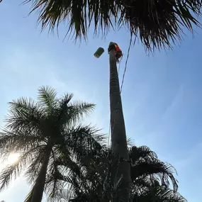 Bild von TranquiliTree Expert Tree Care