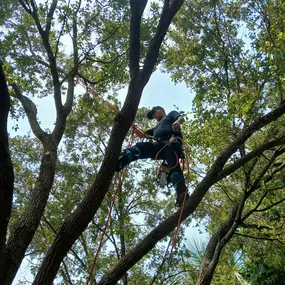 Bild von TranquiliTree Expert Tree Care