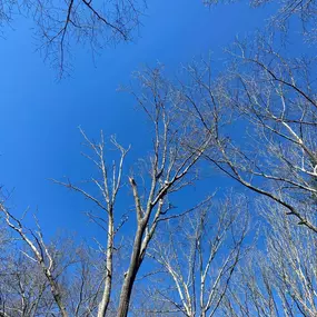 Bild von TranquiliTree Expert Tree Care