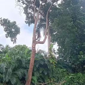 Bild von TranquiliTree Expert Tree Care
