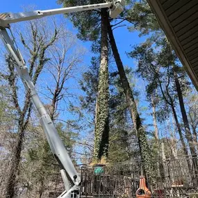 Bild von TranquiliTree Expert Tree Care