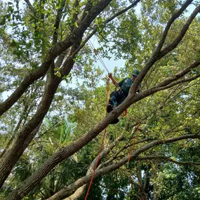 Bild von TranquiliTree Expert Tree Care