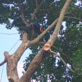Bild von TranquiliTree Expert Tree Care